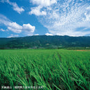 麦焼酎 九州浪漫 パック 1.8L 1800ml 6本 1ケース 25度 紅乙女酒造 焼酎