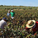 アサヒグラント　ワイン カニャーダ ティント(赤) BIB　バックインボックス 3L 4本 1ケース ギフト 父親 誕生日 プレゼント