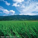 ごま焼酎 紅乙女 角 720ml 24本 2ケース 25度 紅乙女酒造 焼酎